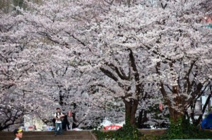 sakura