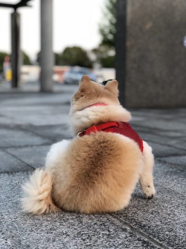 inu